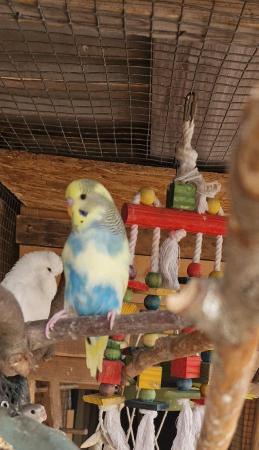 Image 8 of Baby budgies for sale male /female