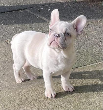 Image 3 of KC REGISTERED TRUE TO TYPE FRENCH BULLDOG PUPPY BOY