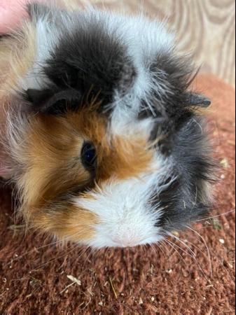 Image 5 of Beautiful female guinea pigs 3 months old