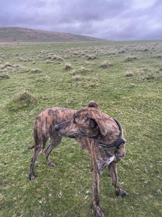 Deerhound bull hot sale greyhound