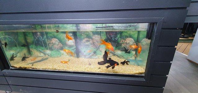 Image 3 of Black Moor Goldfish and Goldfish for sale