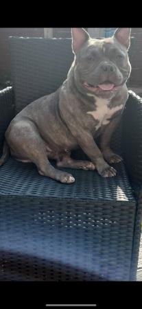 Image 5 of Pocket bully looking for forever home
