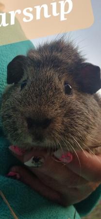 Image 5 of 8 Male Guinea Pigs available
