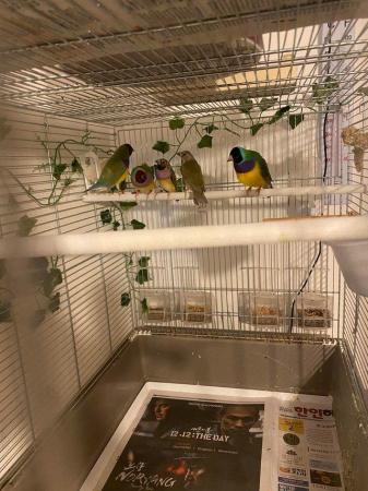 Image 6 of Tow pair of gouldian finch for sale