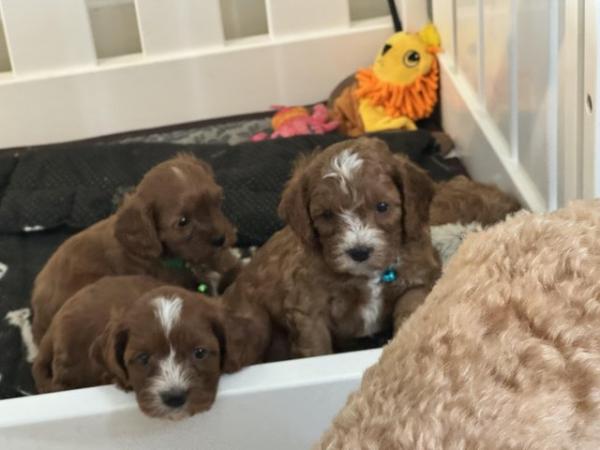 Image 4 of Cavapoo puppies ( parents Heath checked clear)