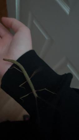 Image 3 of Indian stick insects sold