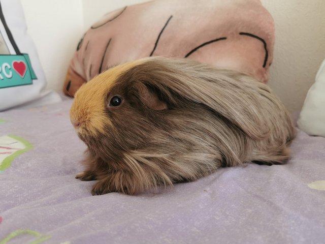 Preview of the first image of Beautiful pure bred sheltie guinea pig male.