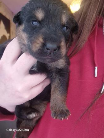 Image 10 of Chunky fluffy Shepweiler puppies