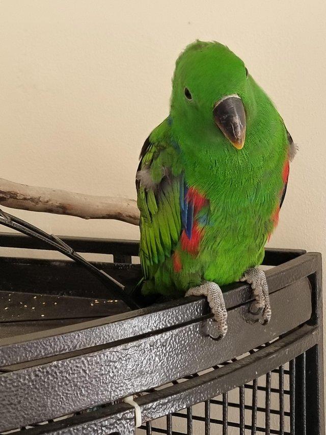 Preview of the first image of 4 month old eclectus parrot.