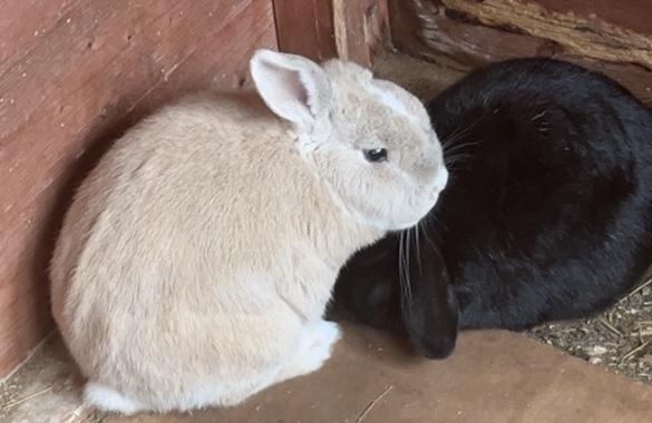 Image 4 of Bonded pair of rabbits looking for a new family