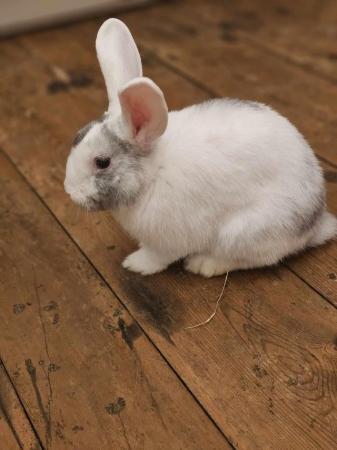 Image 3 of 6 Month Old Male Rabbit Smudge