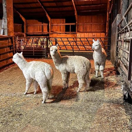 Image 1 of Three weaned entire male alpacas