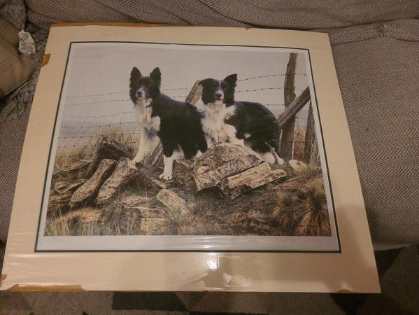 Image 8 of 11 Steven Townsend Limited Edition Prints - Border Collies