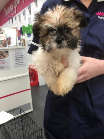 Image 6 of Shih Tzu puppies for sale 2 girls