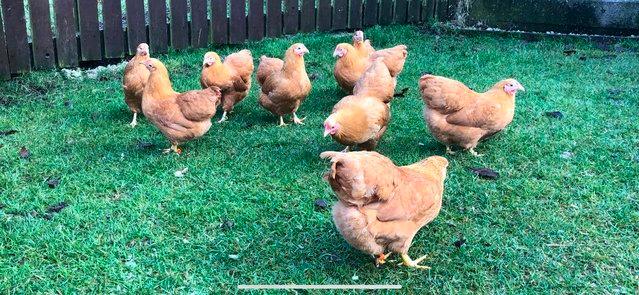 Image 22 of *POULTRY FOR SALE,EGGS,CHICKS,GROWERS,POL PULLETS*