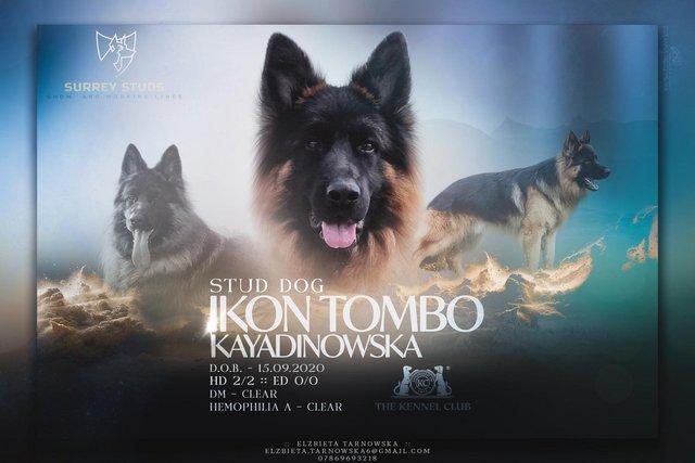 Preview of the first image of Ikon Tombo KC reg long coat German Shepherd.