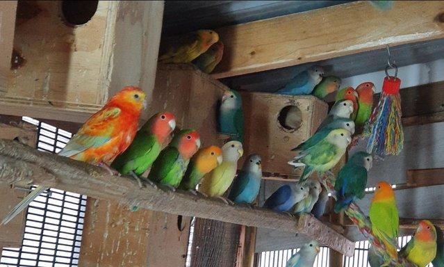 Image 6 of Lovebirds babies 3 months old available