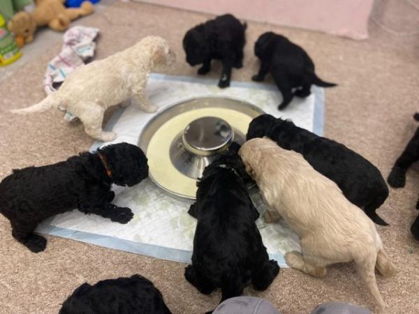 Image 5 of 6 weeks old Labradoodle Puppies