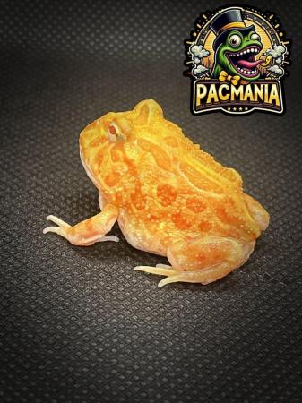 Image 2 of UK Bred Pacman Frogs- Now Ready