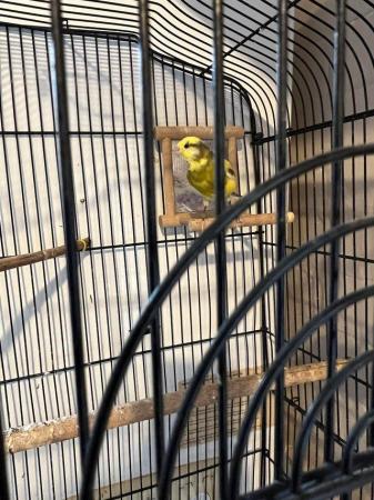 Image 1 of Canaries for sale beautiful happy healthy birds