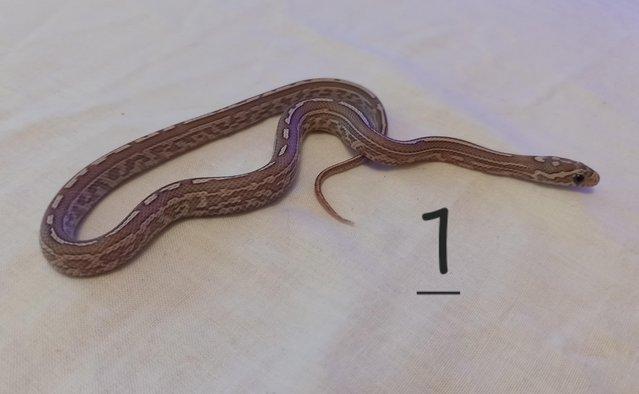 Image 7 of Lavender corn snake clutch with multiple hets