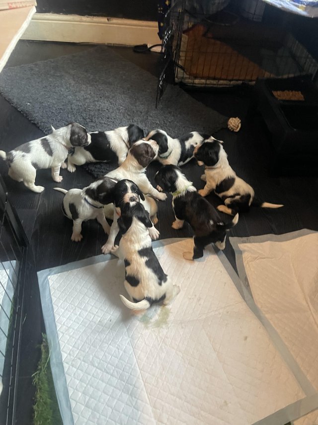 Preview of the first image of Springer spaniel puppies.