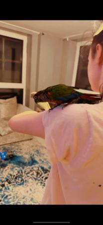 Image 1 of Baby hand tame alexandrine, derbyian and green cheek conures