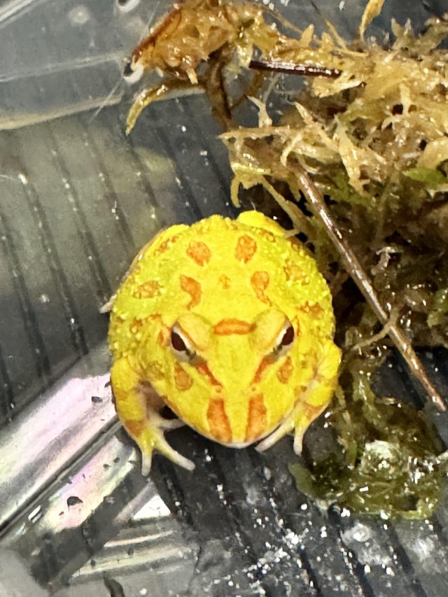 Preview of the first image of PAC-MAN ALBINO. 4 months.