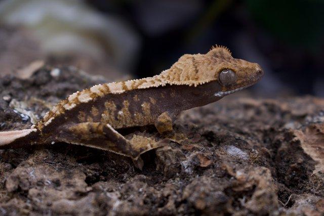 Image 5 of Excellent CB23 Young Crested Gecko with Tikis Geckos lineage