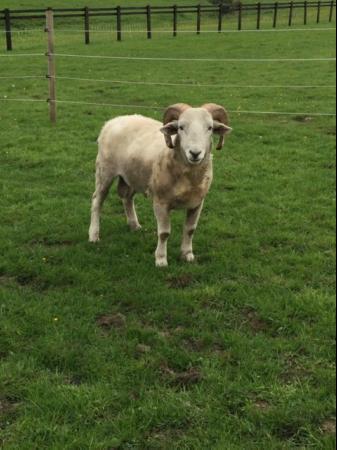 Image 1 of 12 months old ,Wiltshire horn Ram