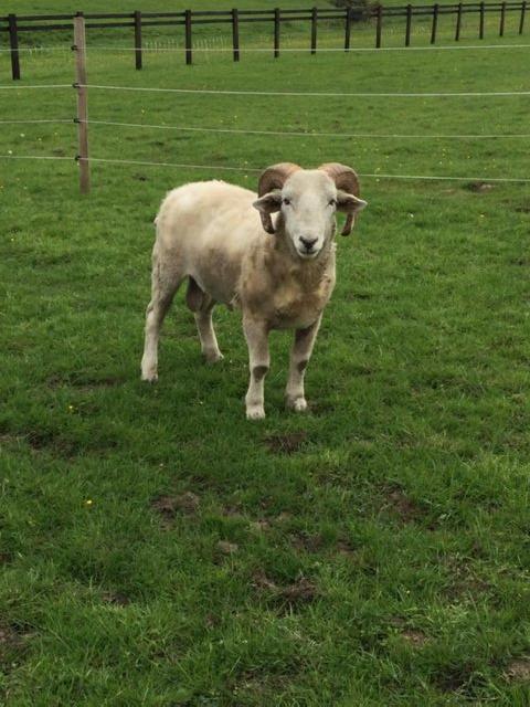 Preview of the first image of 12 months old ,Wiltshire horn Ram.
