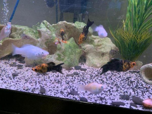 Image 3 of 50p assorted mollies, balloon mollies and swordtail fish