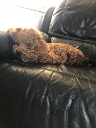 Image 2 of Proven red toy poodle (Health tested)