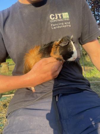 Image 4 of Male guinea pig for sale