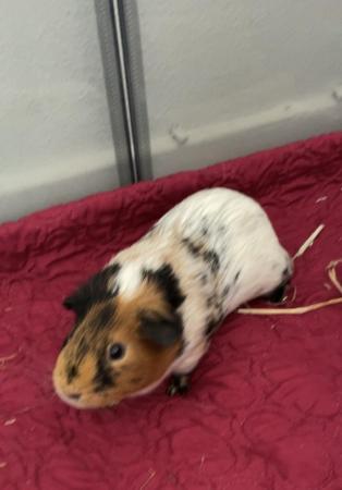 Image 5 of 2x male guinea pigs. Indoor - selling as a pair.