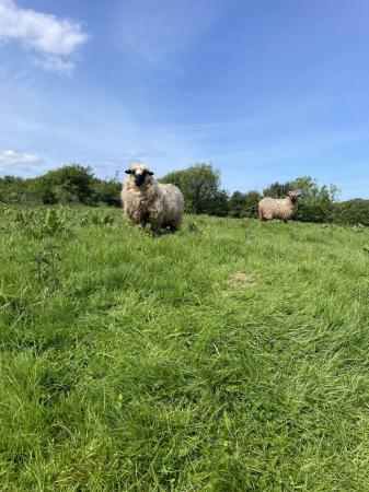 Image 1 of 3/4 Valias Blacknose Shearling Ewe