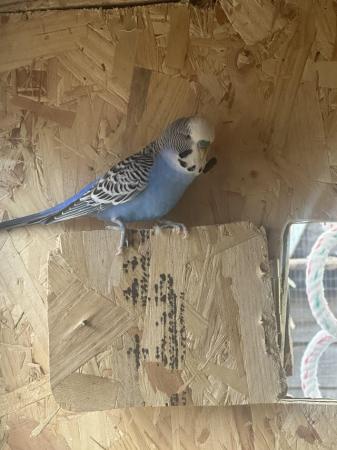 Image 3 of Young Budgies for sale Redditch