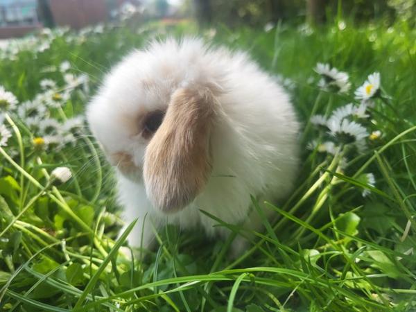 Image 9 of Reserved Baby Mini Lop Buck For Reserving (2)