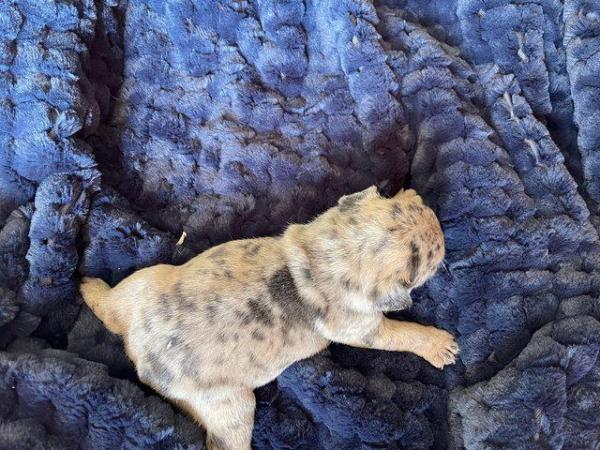 Image 8 of Beautiful Merle french bulldog puppies