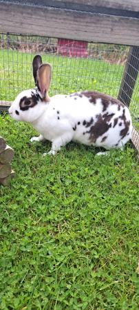 Image 1 of Mini Rex buck. Ready now. Pure bred.