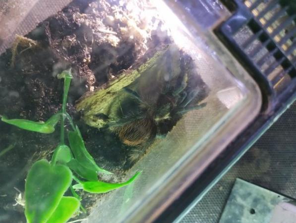 Image 2 of Various Tarantulas and other inverts for sale
