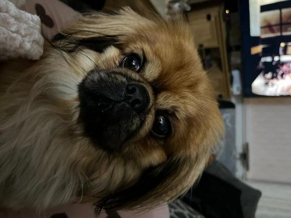 Image 2 of PROVEN PEKINGNESE FOR STUD (NOT FOR SALE)