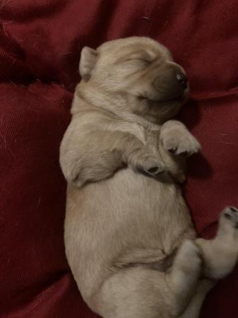 Image 1 of KC registered yellow/fox red Labrador puppies