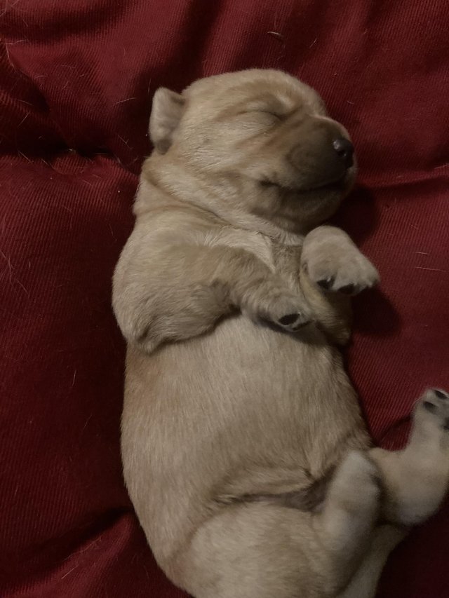 Preview of the first image of KC registered yellow/fox red Labrador puppies.