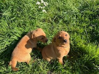 Image 4 of Red & Yellow Labrador Puppies