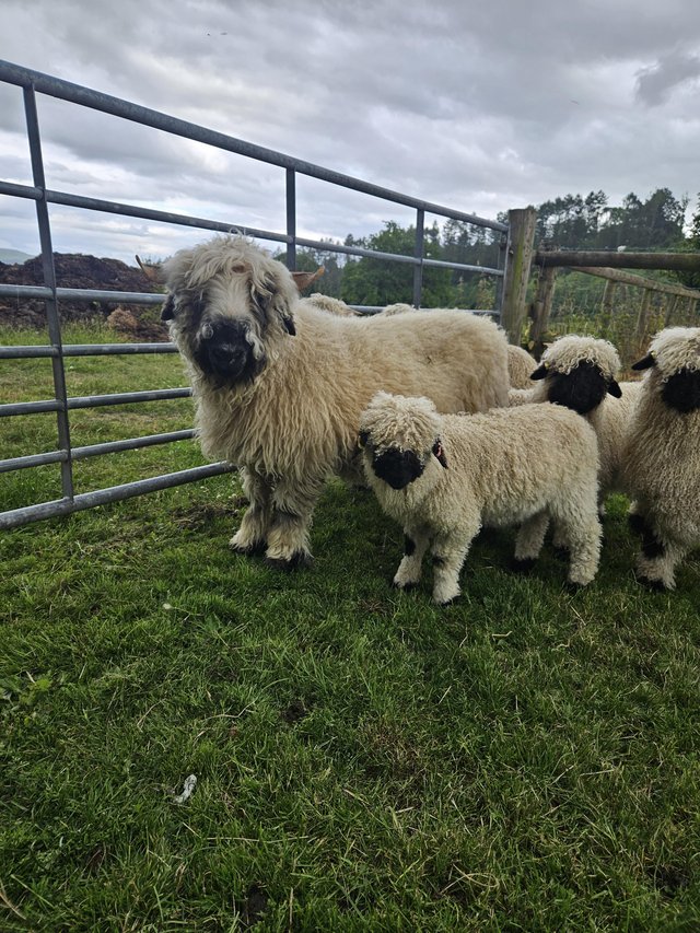Preview of the first image of Valais Blacknose Ewe with Ewe lamb at foot..