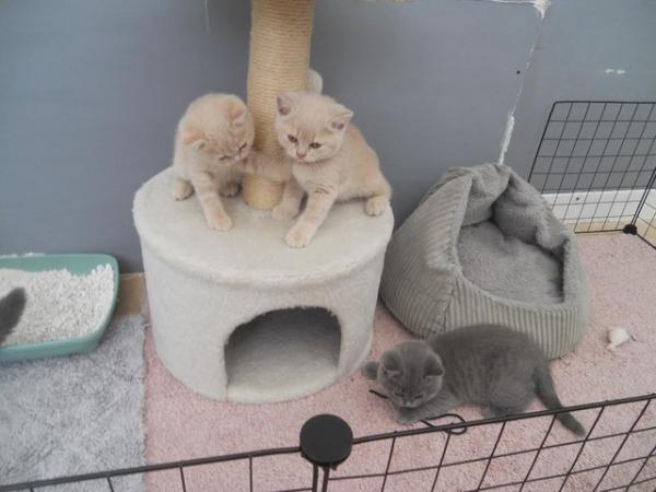 Image 11 of Beautiful British Shorthair Kittens in St Helens 450 pounds