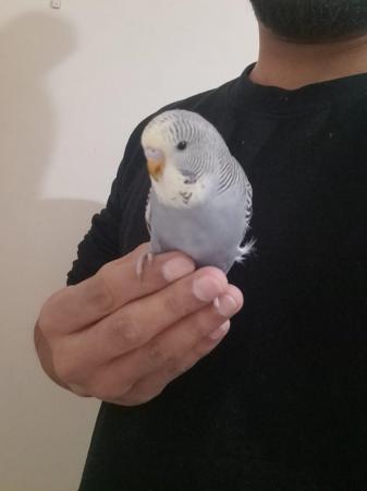 Image 10 of Young baby budgies hand tamed for sale