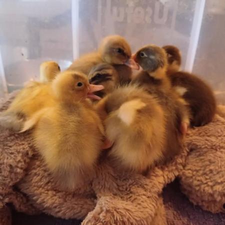 Image 24 of Gorgeous Indian Runner Ducklings