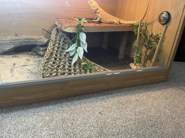 Image 4 of Bearded dragon and enclosure